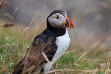 puffin in Scotland © Erica