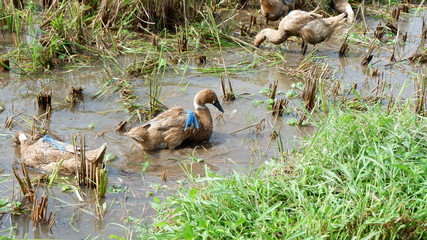 ducks grazed in the fields