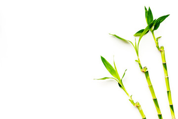Asia background. Chinese, japanese background. Bamboo branch on white background top view space for text