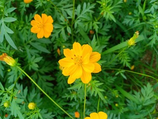 Cosmos flowers volume 552