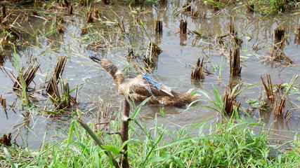 ducks grazed in the fields