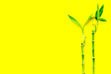 Bamboo background. Bamboo sprouts on yellow background top view copy space