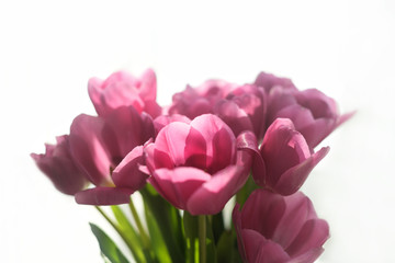 pink spring flowers tulips pistils stamen petals from above