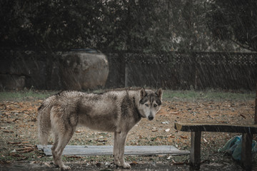 Siberian Husky with blue eyes.Portrait concept.