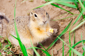 Gopher eats cookies