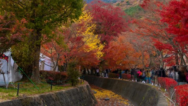 Timelapse Wide Shot of Tourists at Fall Foliage Tunnel in Japan -Pan Right-
