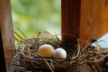 Bird eggs Dove on the window.