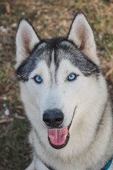 Portrait of siberian husky.It has blue eyes.
