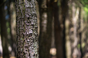 Fototapeta premium Tree