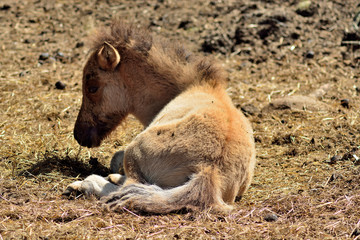 Fototapeta premium Red foal is resting in the summer sun