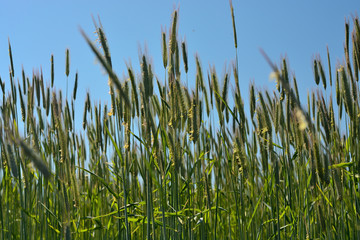 young ears of rye