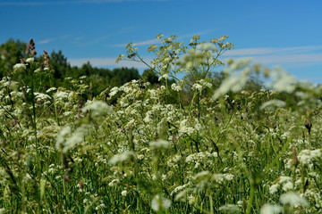 Fototapeta premium White Meadow Flowers