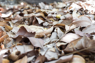 Dry leaves