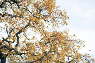 yellow tree in autumn