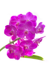 beautiful purple orchid flowers, isolated on white background