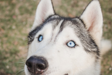 Cute siberian husky lying on green grass.Have fun