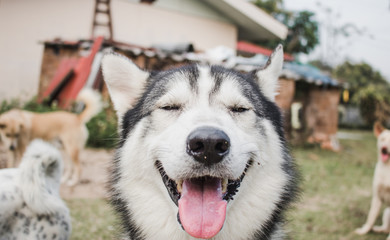 Cute siberian husky lying on green grass.Have fun