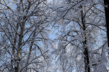 winter forest in snow