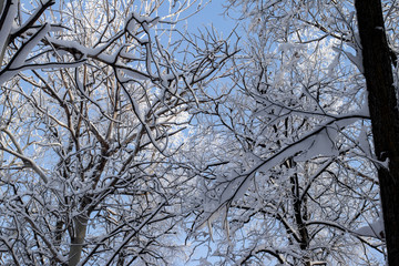 winter forest in snow