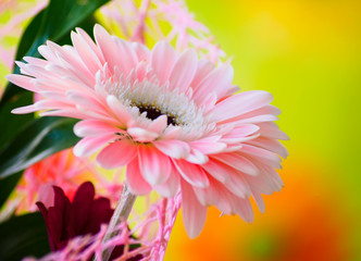 Panele Szklane  Piękny kwiat gerbera