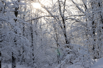 winter forest in snow