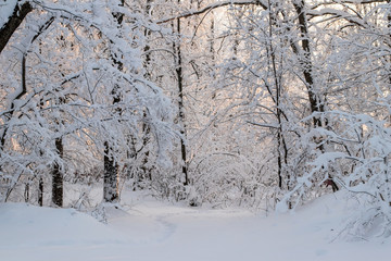 winter forest in snow