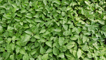 texture of fresh leaves