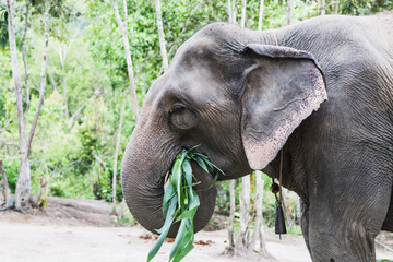 Naklejka premium Elephants in the wild of Chang Mai Thailand