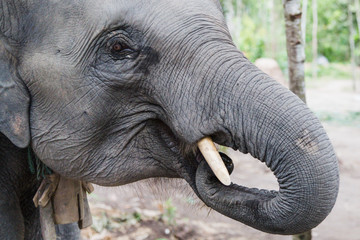 Elephants in the wild of Chang Mai Thailand