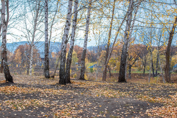 Obraz premium autumn birch forest