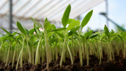 plant nurseries, to be planted in the forest