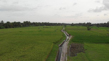 Fototapeta na wymiar 4K aerial drone footage of a big tree on a rice field. Tropical island of Bali.