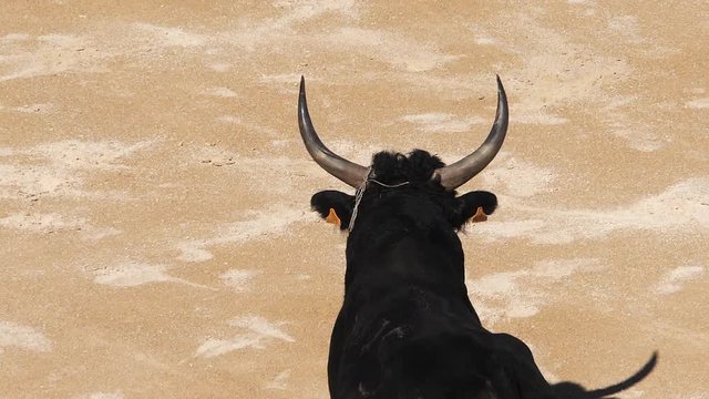 Bull during a Camarguaise race, a sport in which participants try to catch award-winning attributes fixed to the forehead and the horns of a bull named cocardier,Slow Motion