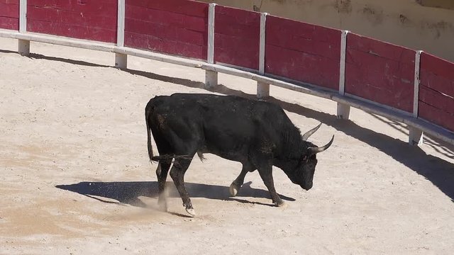 Bull during a Camarguaise race, a sport in which participants try to catch award-winning attributes fixed to the forehead and the horns of a bull named cocardier, Slow Motion