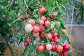 Tomato on the tree, Ripe tomato plant growing in greenhouse. Tasty red heirloom tomatoes