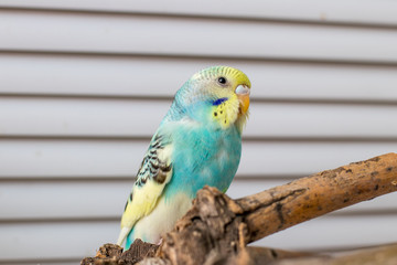 wavy parrot