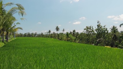 4K aerial flying video of green grass background and coconut palms. Bali island.