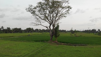 4K aerial drone footage of a big tree on a rice field. Tropical island of Bali.
