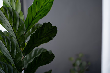 Close up artificial leaves in dark green color with empty gray painted wall on the back ground / interior background concept / 