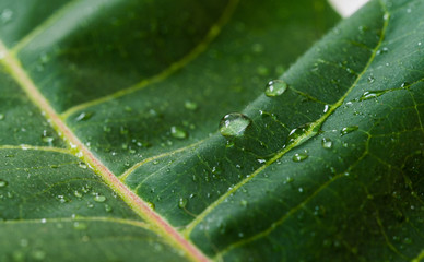 Colorful nature macro photography of water drops on a green leaf. Ecology, nature, environment, and photography concept