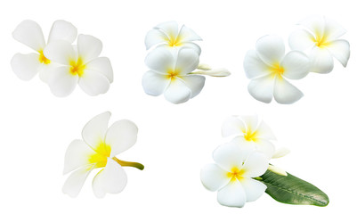 Collection of white tropical flowers frangipani (plumeria) isolated on white background..