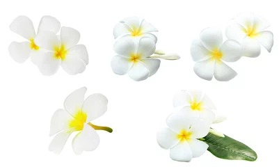 Fotobehang Verzameling van witte tropische bloemen frangipani (plumeria) geïsoleerd op een witte achtergrond.. © chattrakarn
