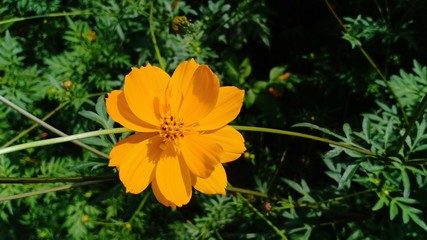 Cosmos flowers blooming volume 8555