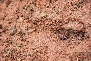 Ant