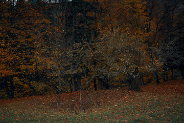 autumn in forest