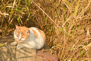 様子を見るネコ