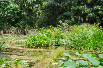 Lotus flowers blooming on pond in Palermo