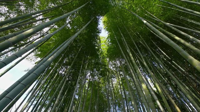 Low Angle Shot of Bamboo Forest in Kyoto, Japan 