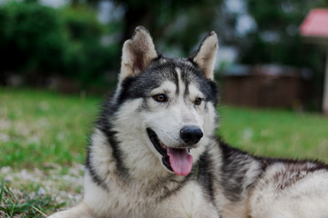Siberian husky dog.