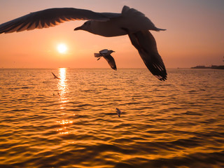 A sea bird seagulls flies off into the amazing sunset